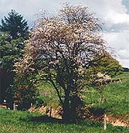 Weissdorn